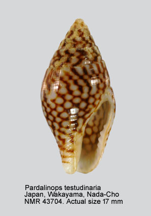 Pardalinops testidunaria.jpg - Pardalinops testudinaria(Link,1807)